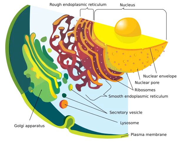 Endomembrane system diagram en