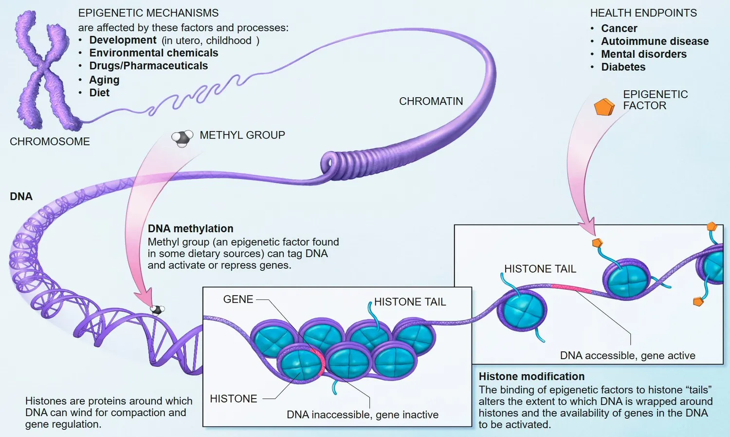 Epigenetic mechanisms