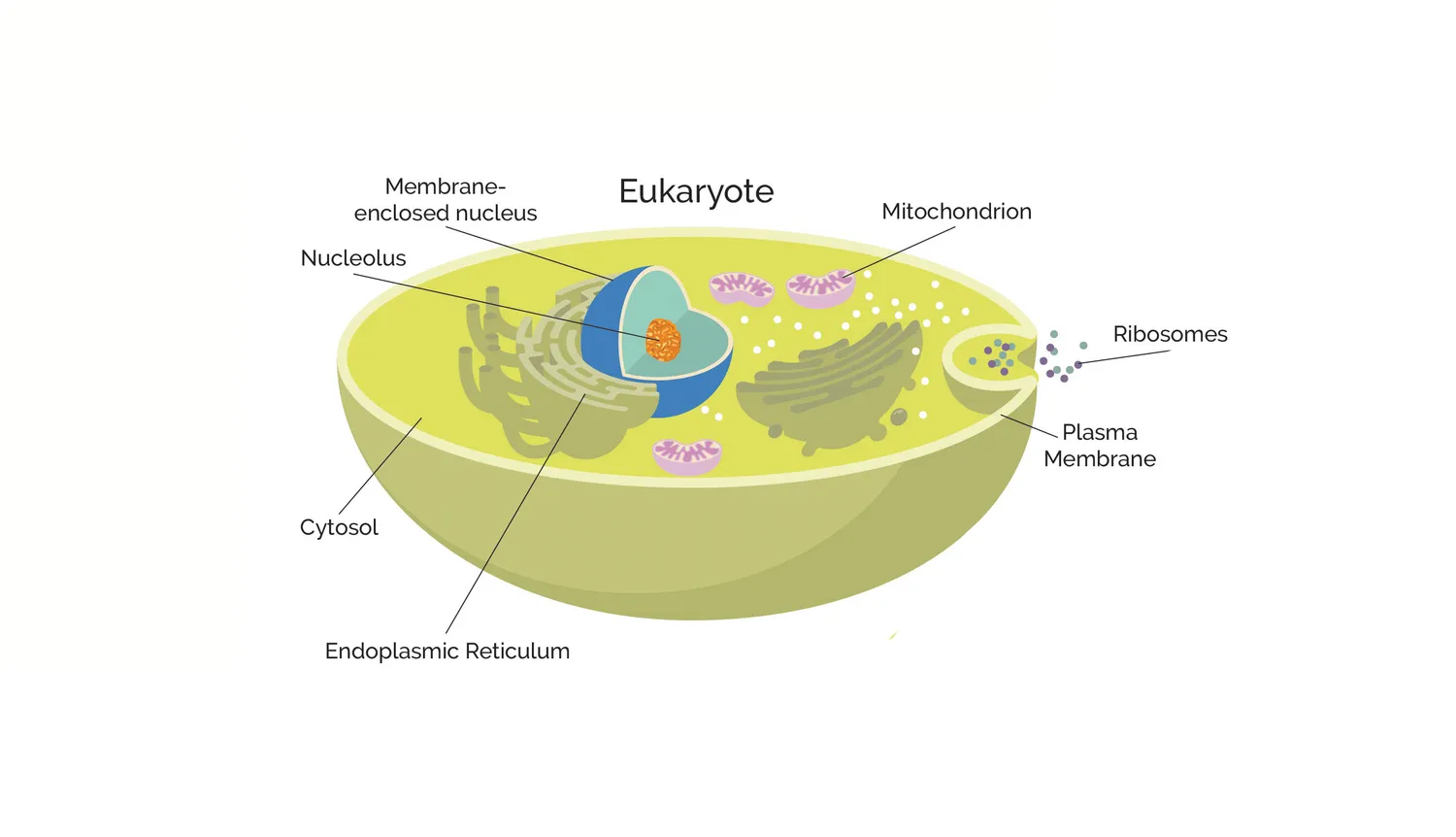 Eukaryote cell