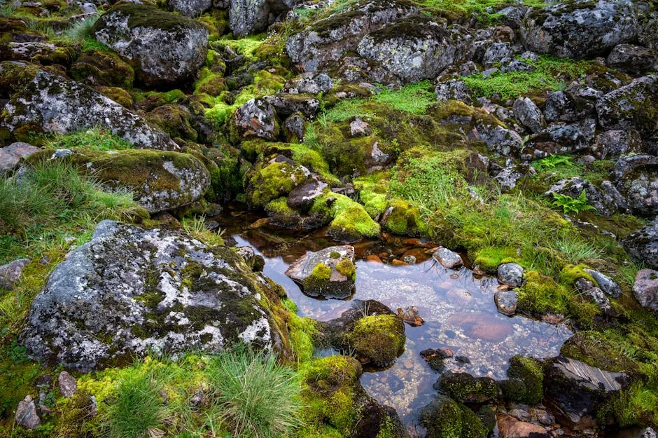 Explore the beauty of textured moss and rocks surrounding a serene puddle in nature.