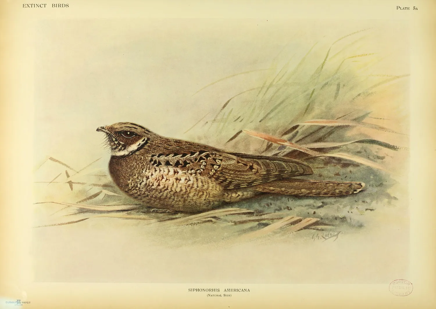 Extinct birds (Plate 5a) BHL38665721