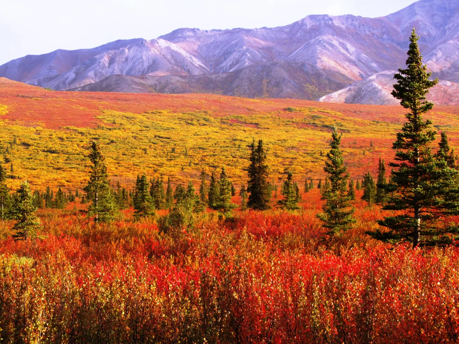 Fall colors in a transition zone, where boreal forest gives way to brushy tundra (204289e1-afea-476f-92bb-49e707030139)