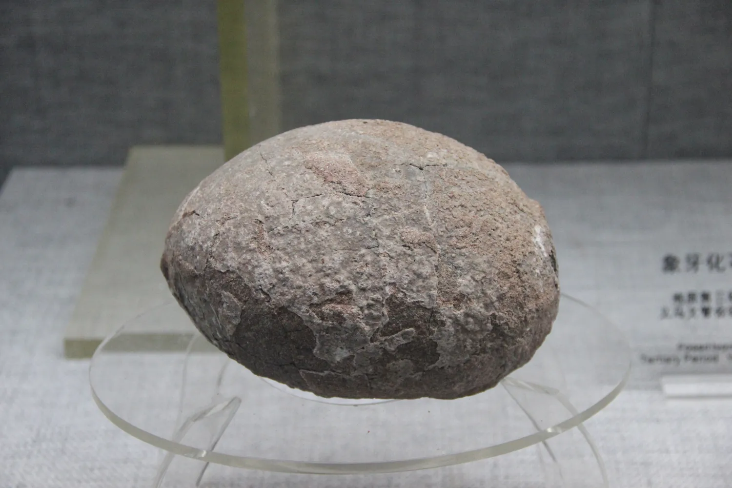 Fossil Dinosaur Egg