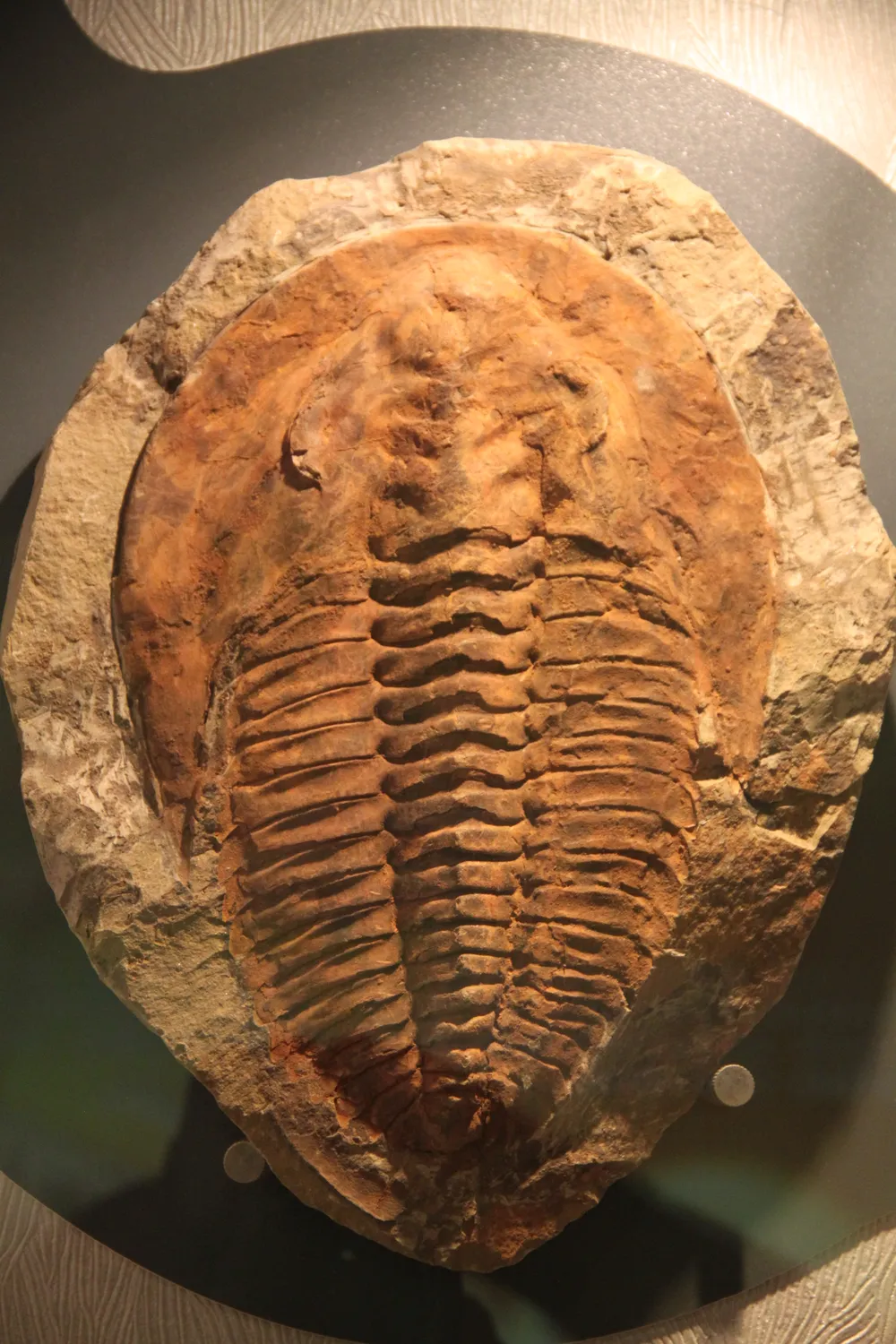 Fossil Trilobite