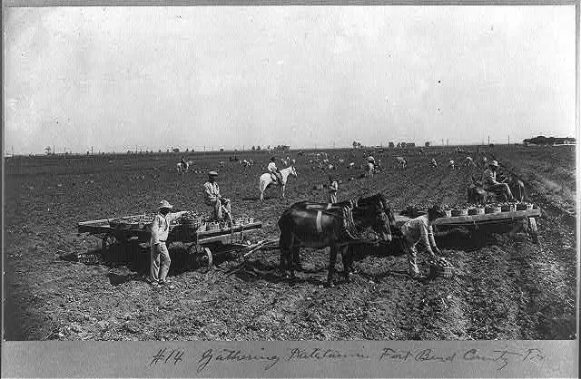Gathering potatoes in Fort Bend County, Tx