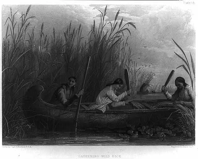 Gathering wild rice