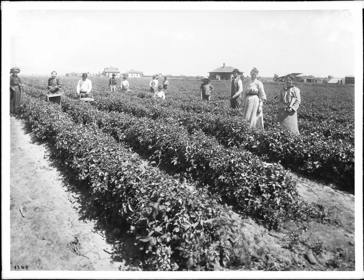 Group of people picking dewberries (blackberries), Riverside(?), California, ca.1900-1920 (CHS-1568)
