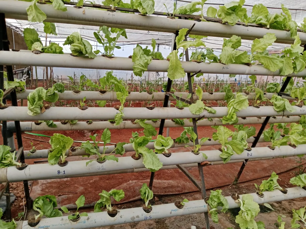 HYDROPONICS (vertical farming )