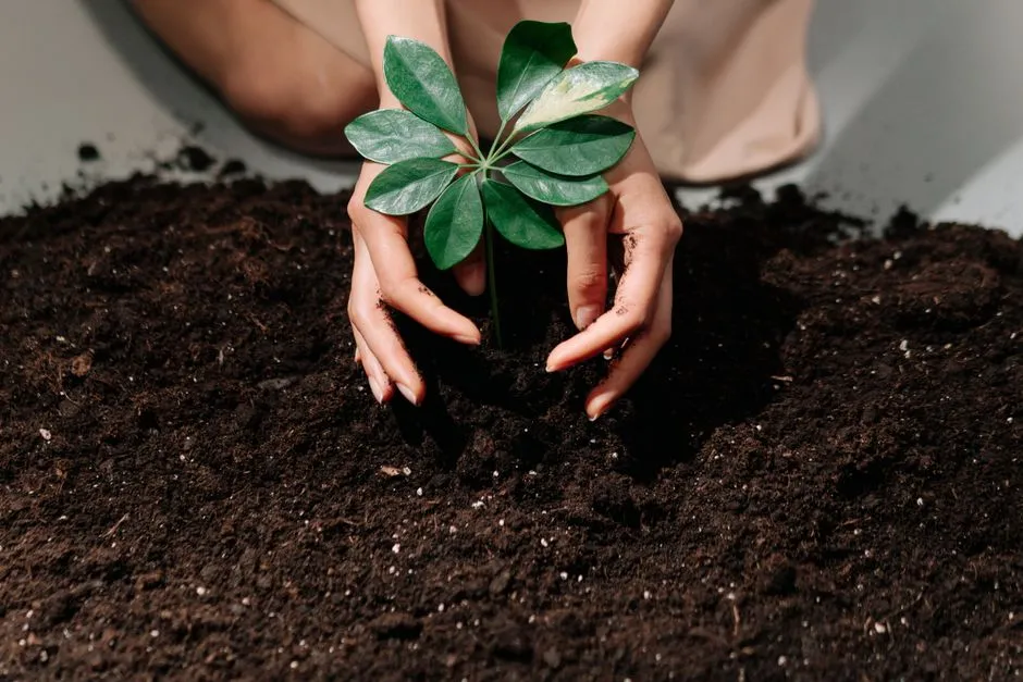 Hands gently planting a young sprout in fresh soil, symbolizing growth and care.