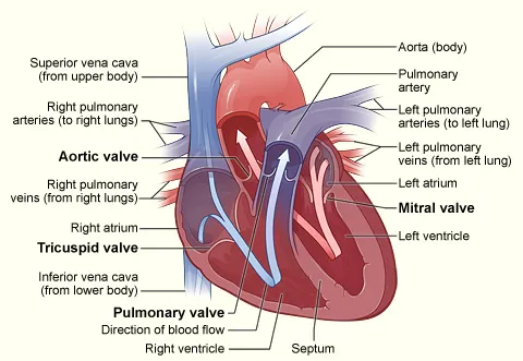 Heart valves NIH