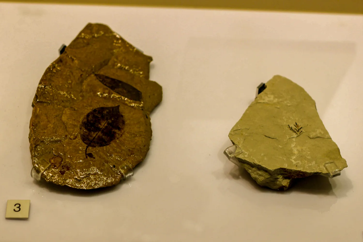 Leaf fossil with multiple species, Akhisar Museum