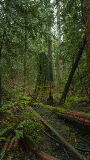 Lush green forest in Vancouver's Pacific Spirit Regional Park with moss and ferns.