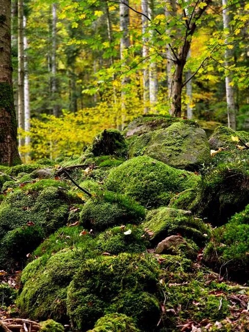 Lush green moss covering stones in a serene forest in Wangenbourg-Engenthal, Alsace.
