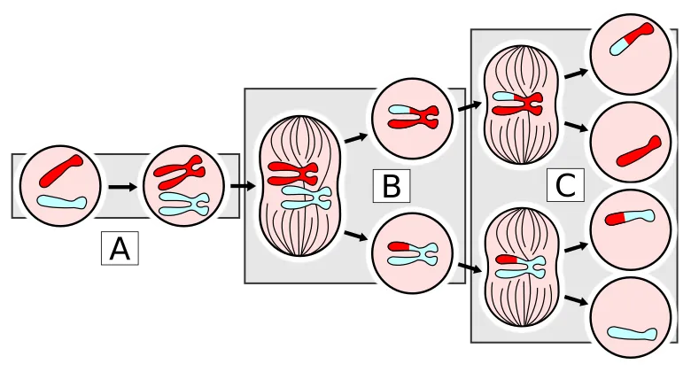 MajorEventsInMeiosis variant int