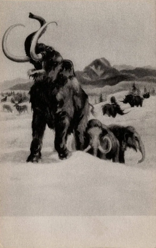 Mammoth (NBY 416370)