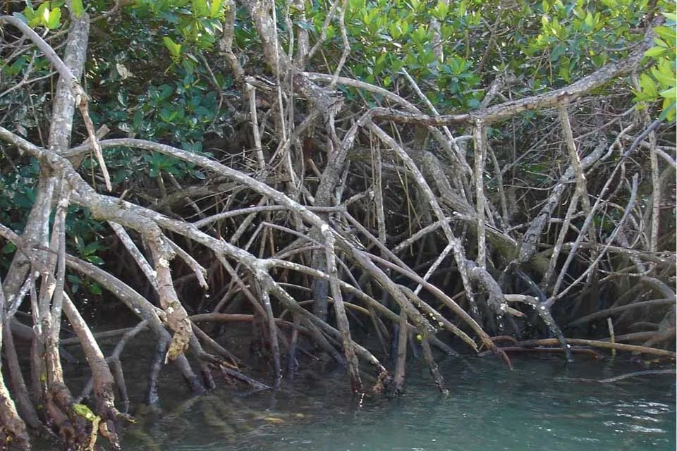 Mangrove forest in Loxahatchee, Florida