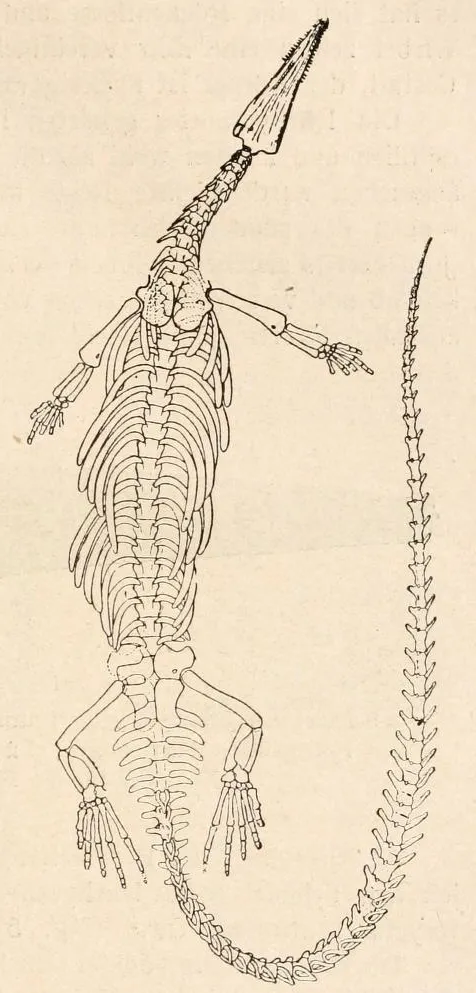 Mesosaurus skeleton, from Abel, O. (1919). Die Stämme der Wirbeltiere