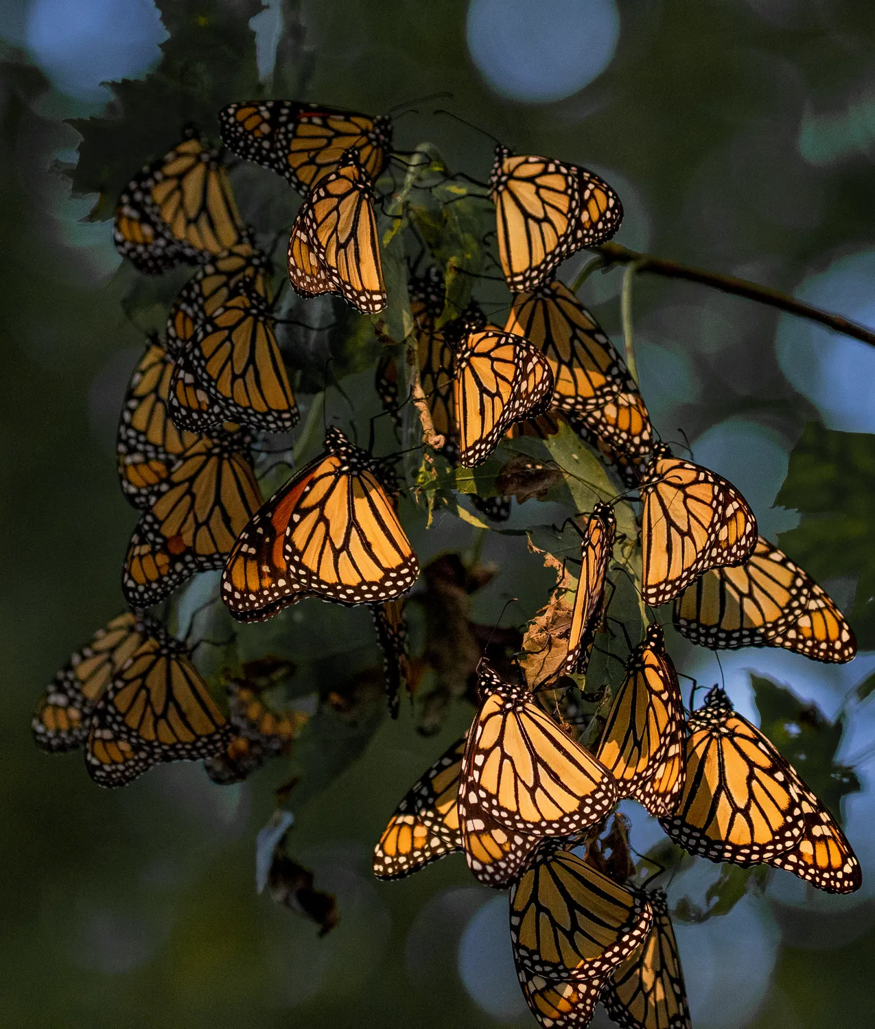 Monarch butterflies roosting (51549764241)