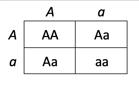 Monohybrid Punnett Square (Aa x Aa)