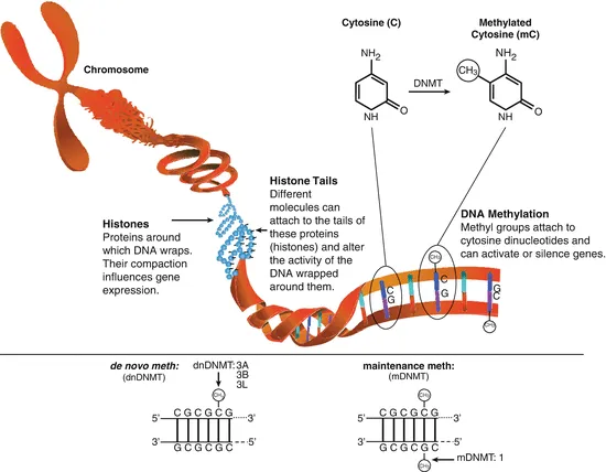 PTSD DNA methylation chromosome remodeling