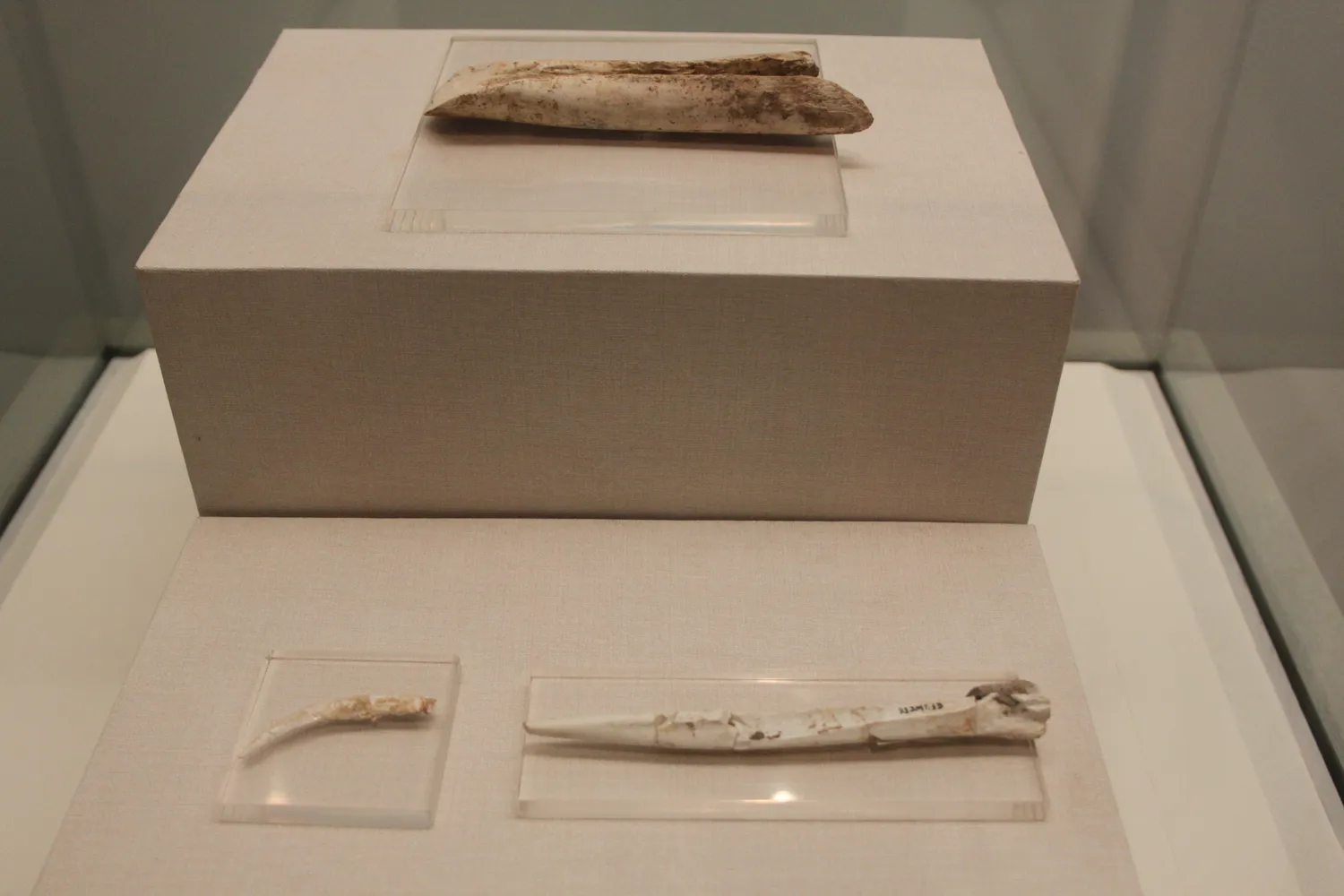 Paleolithic Bone Tools (10112020286)