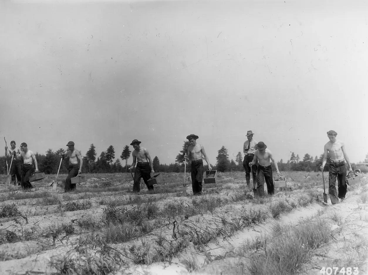 Photograph of Civilian Conservation Corps (CCC) Planting Crew - NARA - 2129004