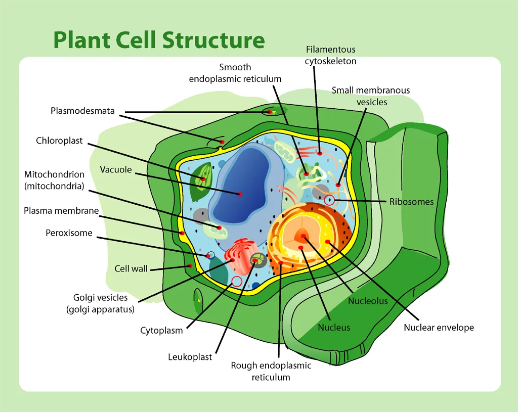 Plant cell structure