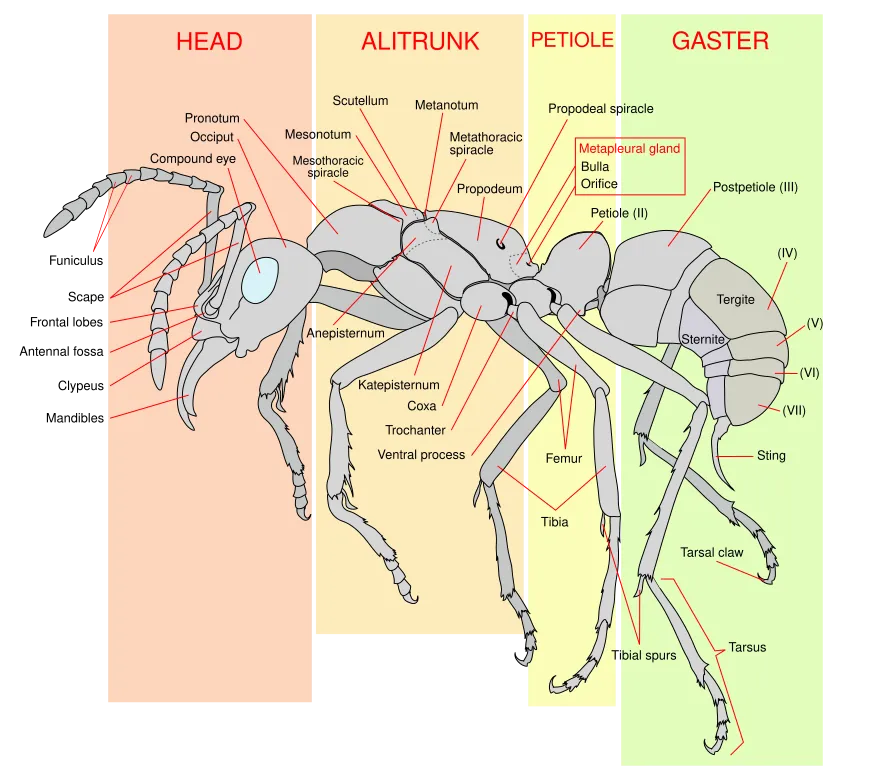 Scheme ant worker anatomy-en