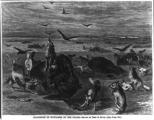 Slaughter of buffaloes on the plains