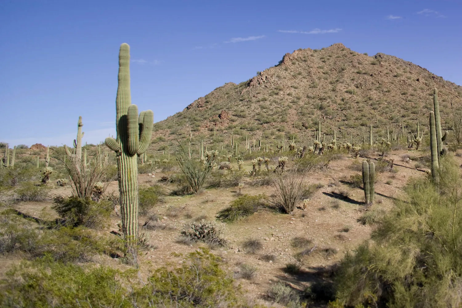 Sonoran Desert National Monument (53722643877)
