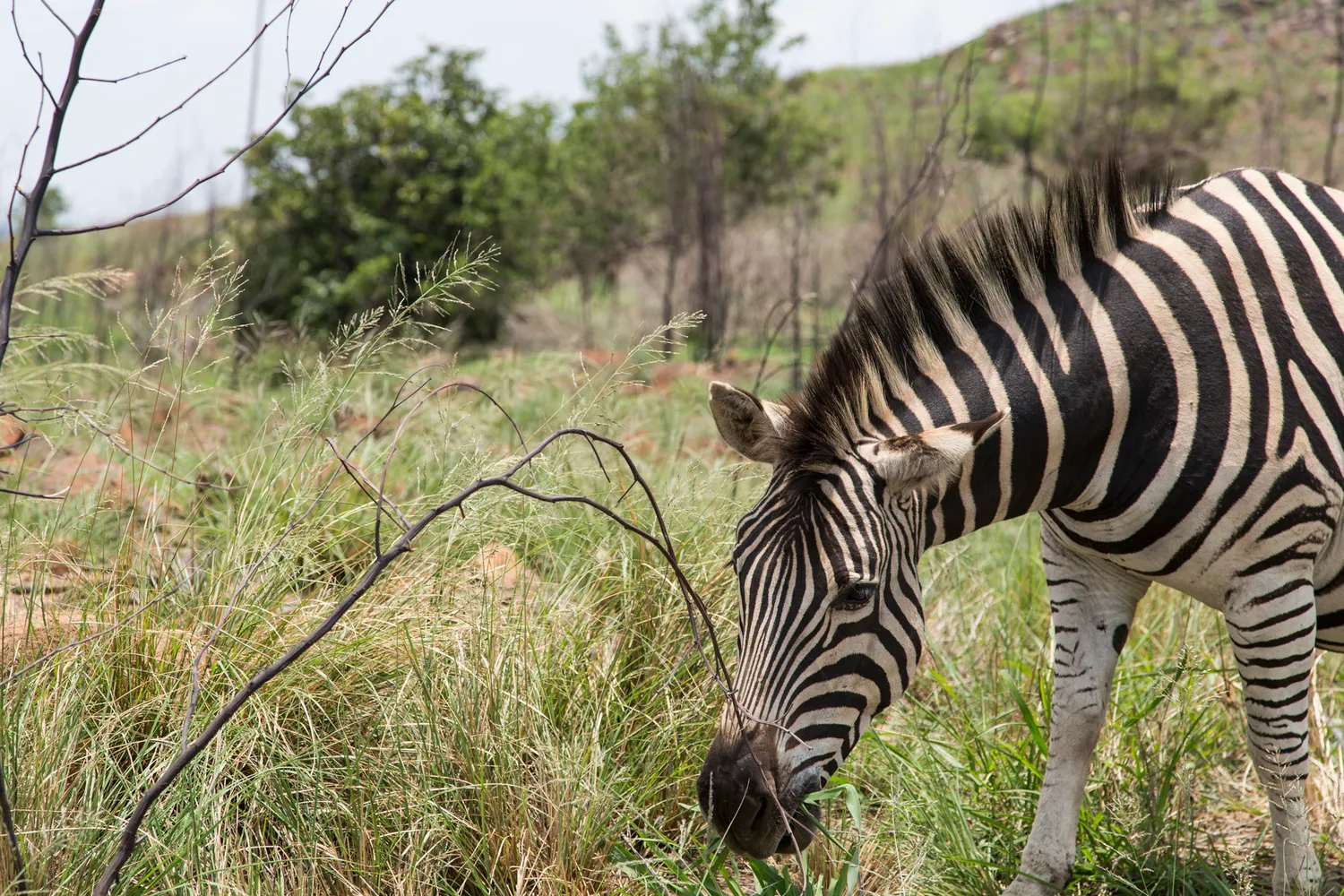 South Africa Zebra (13973136343)