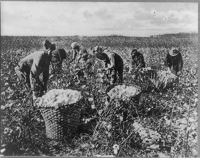 Southern U.S. cotton picking