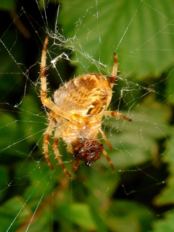 Spinneret seen on cross spider, small