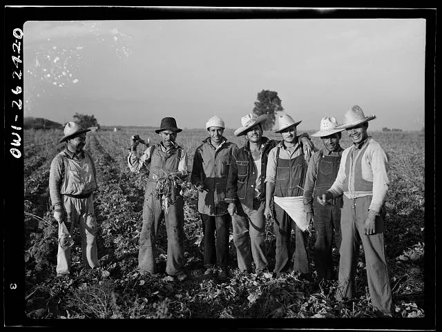 Stockton (vicinity), California. Mexican agricultural laborer topping sugar beets