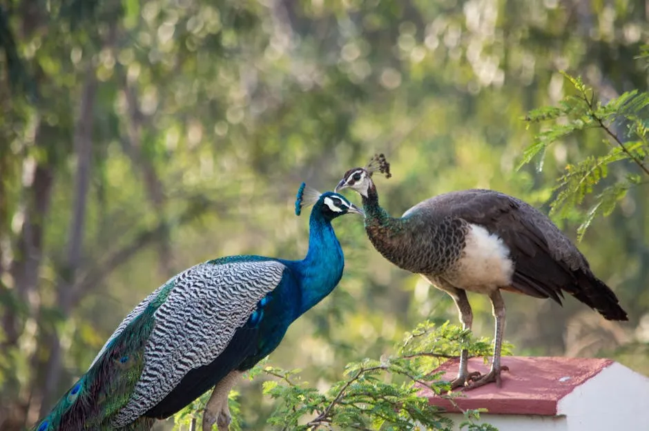 Stunning image of two peacocks interacting in the wild, Tamil Nadu, India.