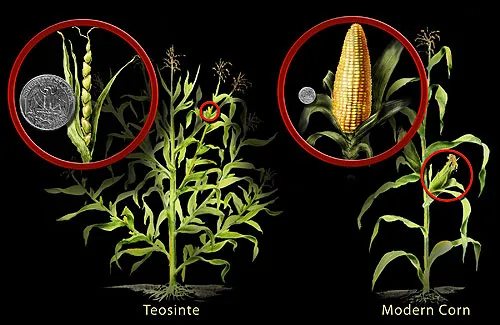 Teosinte and Modern Corn Comparison (3745571067)