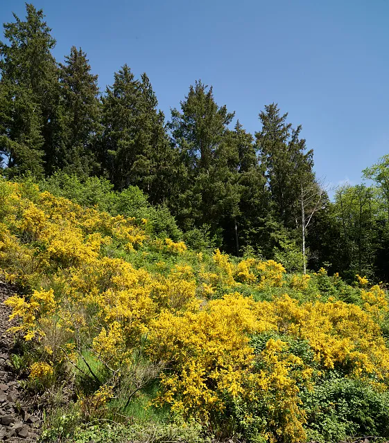The springtime yellow blooms along this Clatsop County hillside, and thousands like it along the northern Pacific Coast, are lovely but detested locally. They are highly invasive Scotch broom shrubs, native to the British Isles and Europe, that spread aggressively and soon crowd out native plants