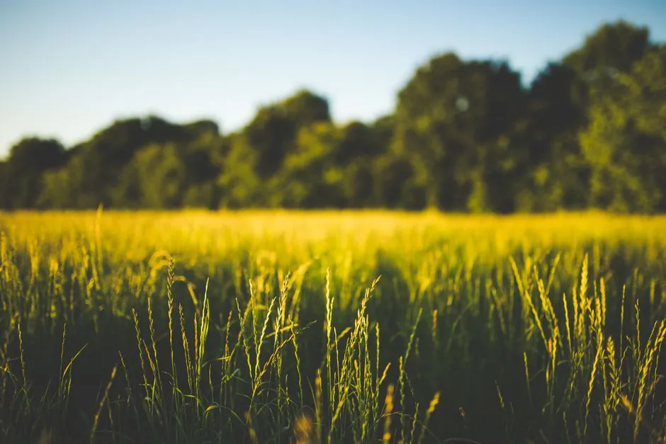 Tranquil meadow landscape featuring lush green grass and distant trees under a clear blue sky.