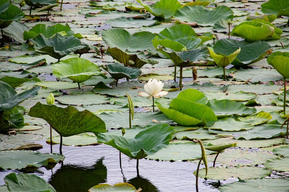 Tranquil pond scene with lush green lotus leaves and a blooming white water lily.