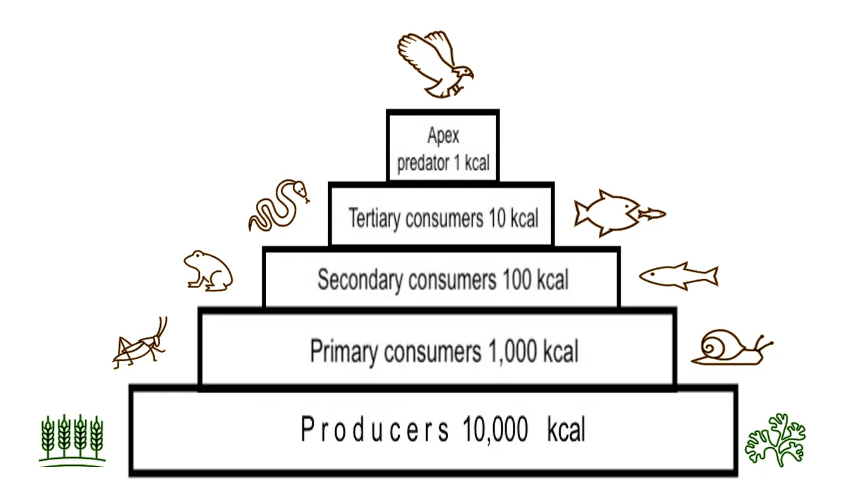 Trophic pyramid