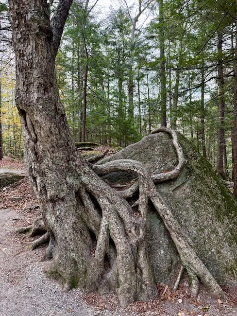 Twisted tree roots embrace a large boulder in a lush forest setting.