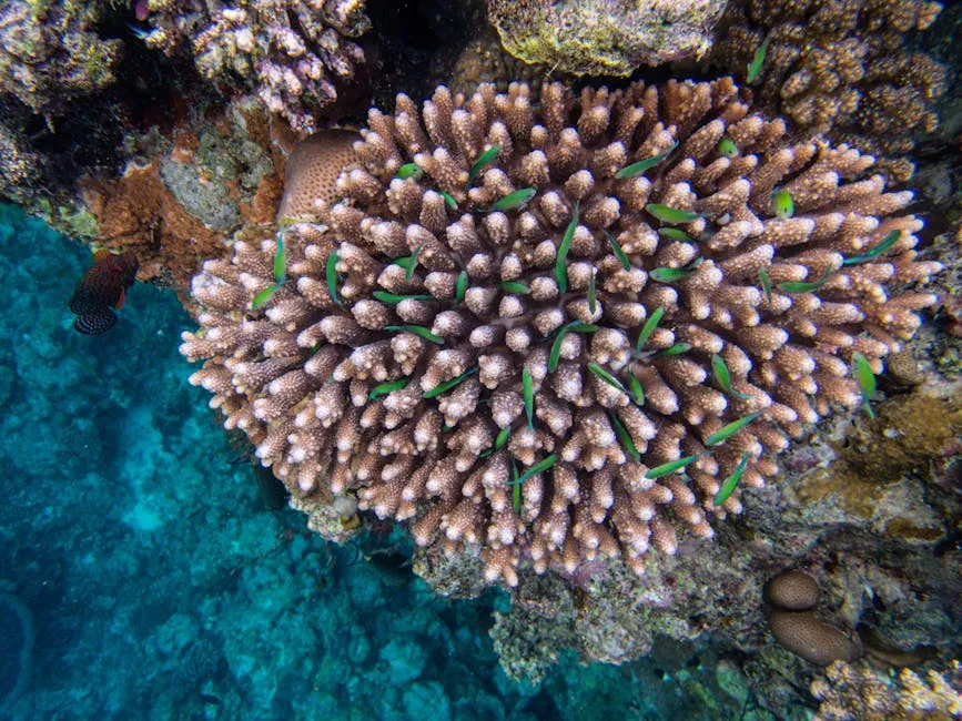 Underwater shot of a colorful reef teeming with marine life and vivid corals.