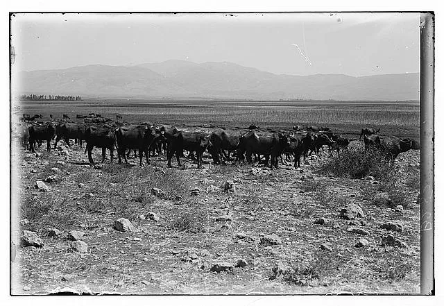 Various types, etc. Herd of buffaloes