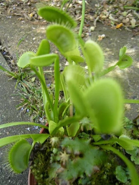Venus Fly Trap (VFT; Dionaea muscipula)