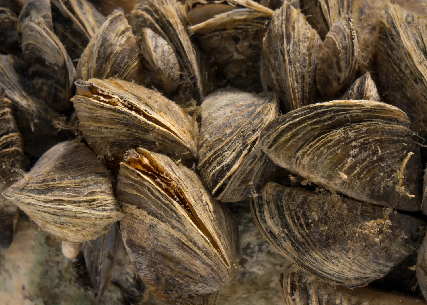 Zebra Mussels (Dreissena polymorpha) (52117258744)
