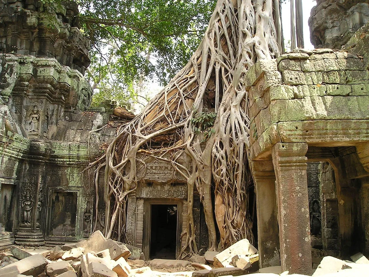 angkor wat, root, nature, cambodia, wat, grown together, jungle, temple, tree, southeast, asia, so, old, mystical, tomb raider, rubber tree