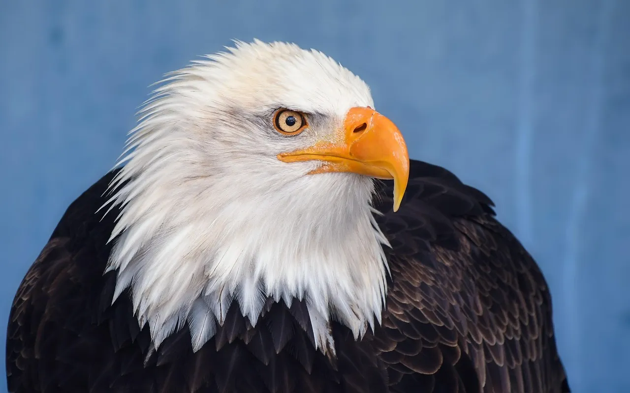 bald eagle, eagle, raptor, bird, animal, nature, blue