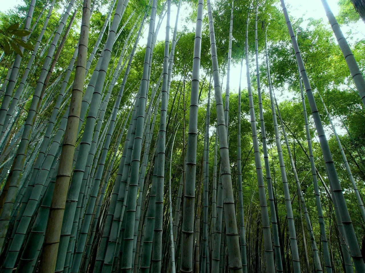 bamboo forest, bamboo, green, bamboo forest, bamboo forest, bamboo forest, bamboo forest, bamboo forest, bamboo, bamboo, bamboo