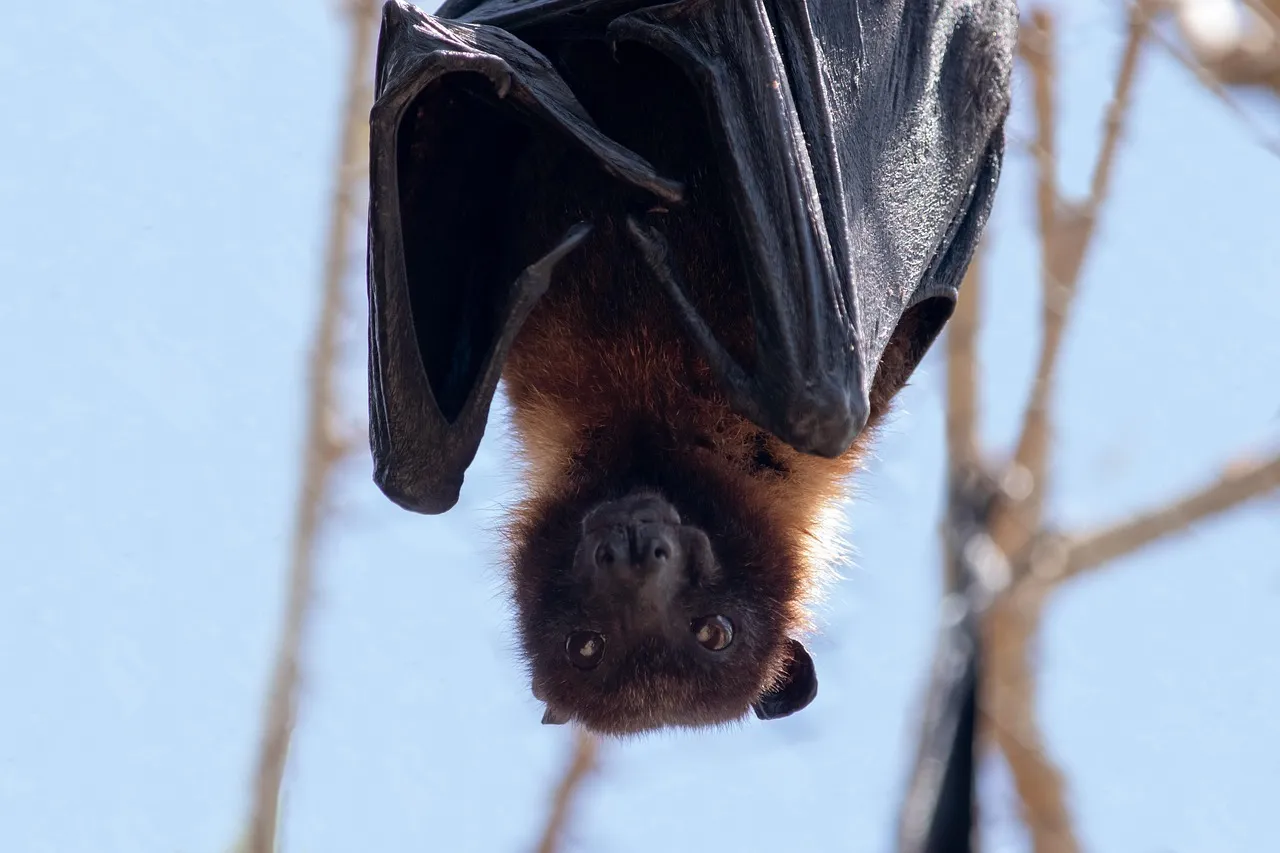 bat, animal, mammal, wildlife, hanging bat, nature, stare, wild animal, close up