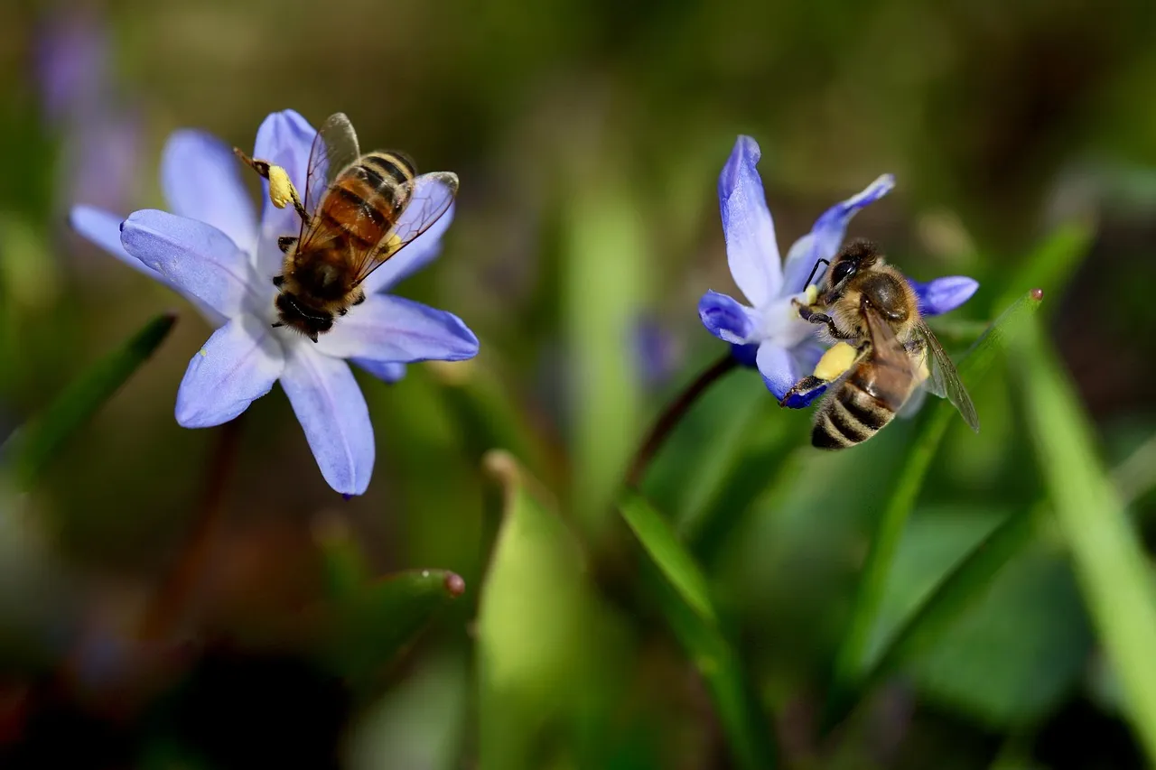 bees, honey bees, pollinate, pollination, collect pollen, bluebell, proud of the snow, blue star, scilla luciliae, insects, pollen, blue flowers, world bee day, bees, bees, bees, bees, bees